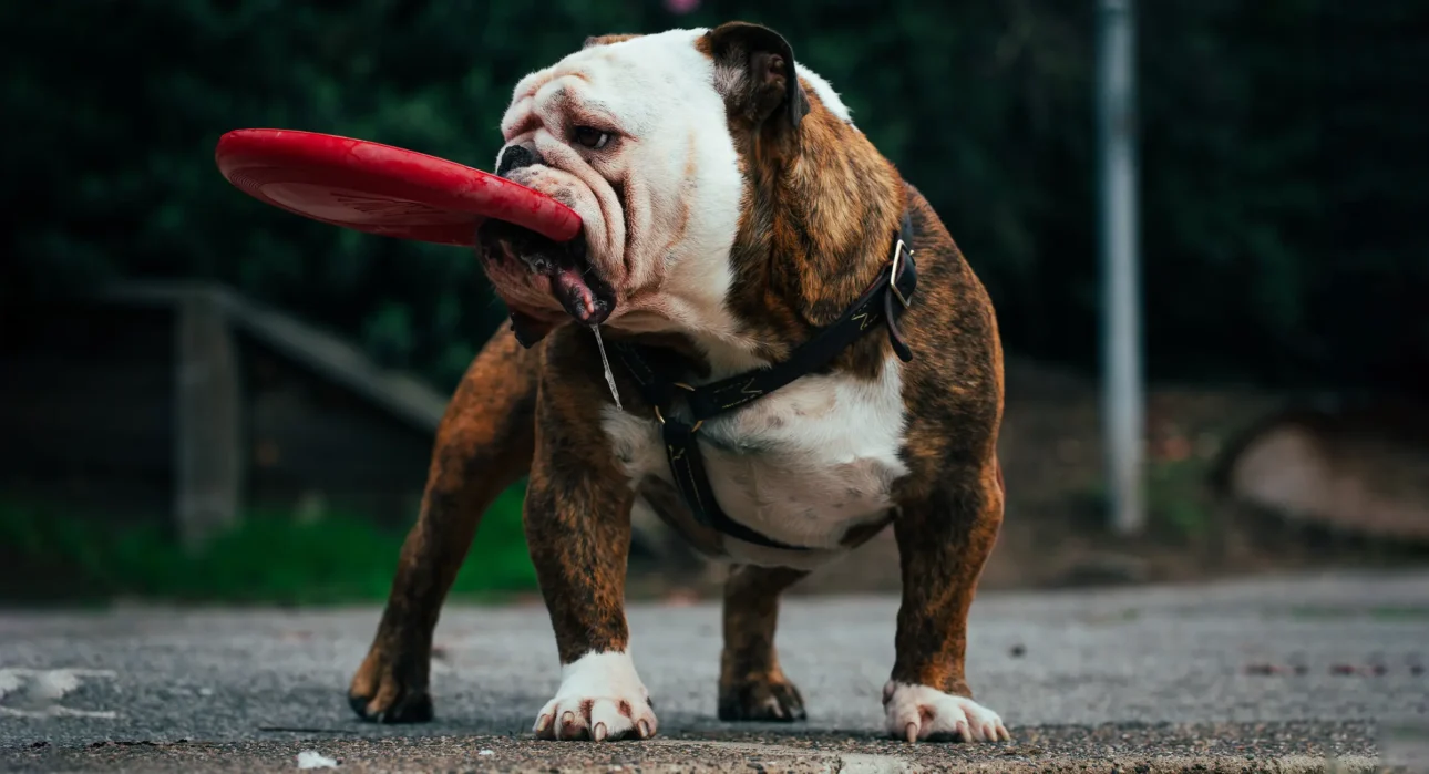 Photo of a dog with a frisbee in its mouth