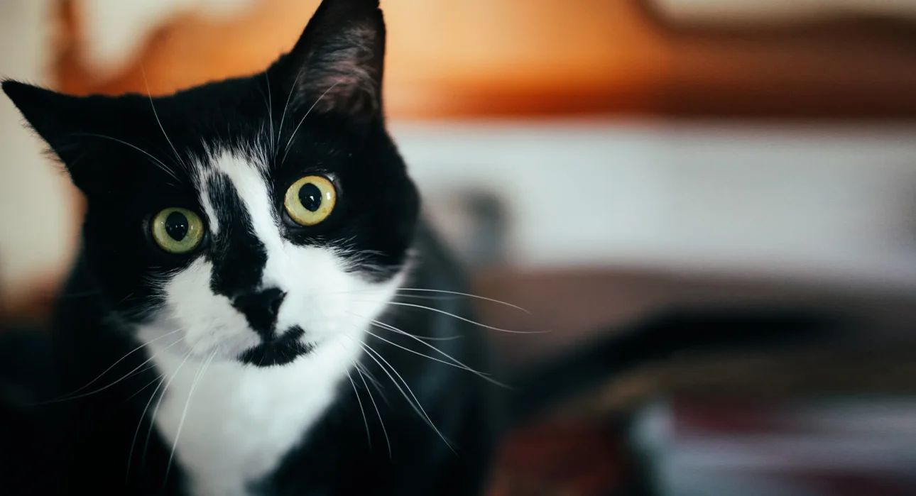 Photo of a black and white cat